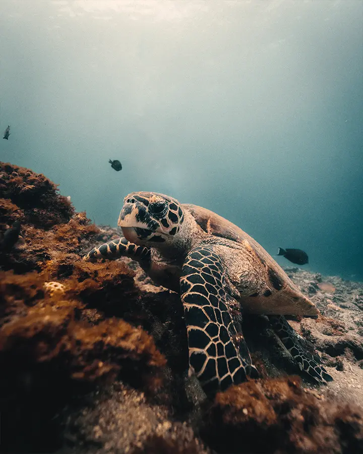 BALI TURTLE