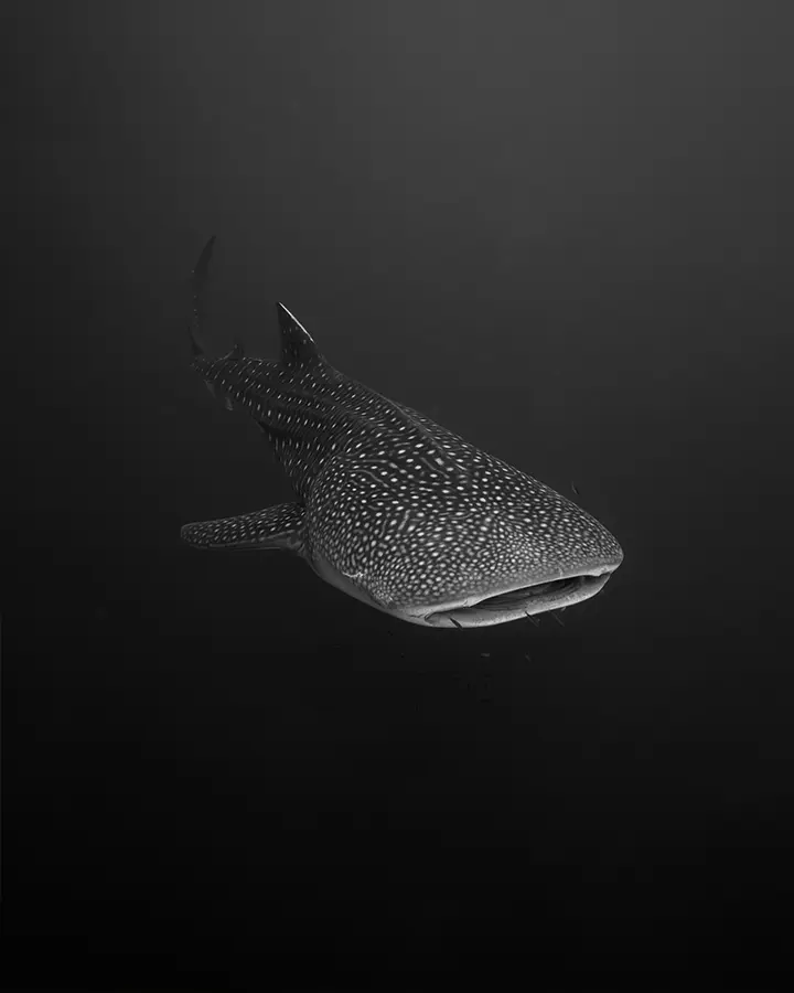 WHALESHARK KOMODO